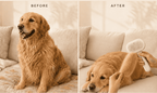 5-in-1 Pet Mist Grooming Brush | Detangles | Desheds & Massages While You Brush